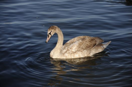 life on the river beautiful swan