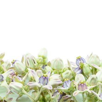 Colorful white and purple flower, Crown Flower, Giant Indian Milkweed, Gigantic Swallowwort (Calotropis gigantea) isolated on a white background