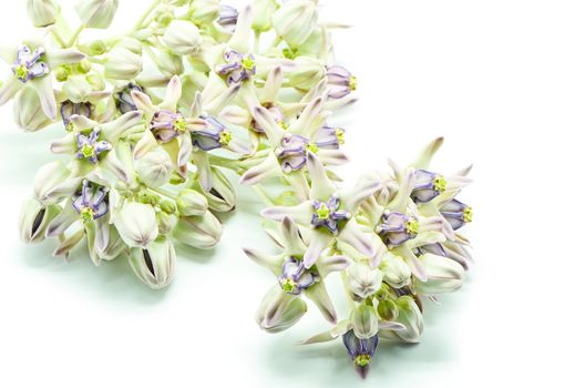 Colorful white and purple flower, Crown Flower, Giant Indian Milkweed, Gigantic Swallowwort (Calotropis gigantea) isolated on a white background