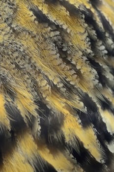 Closeup Eurasian Eagle Owl feathers