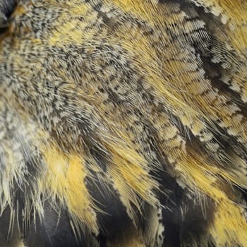 Closeup Eurasian Eagle Owl feathers