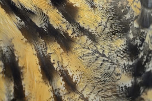 Closeup Eurasian Eagle Owl feathers