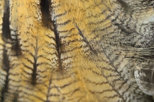 Closeup Eurasian Eagle Owl feathers