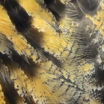 Closeup Eurasian Eagle Owl feathers