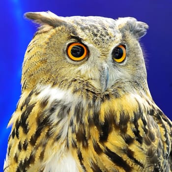 Closeup Eurasian Eagle Owl