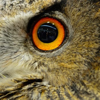 Closeup eye of Eurasian Eagle Owl