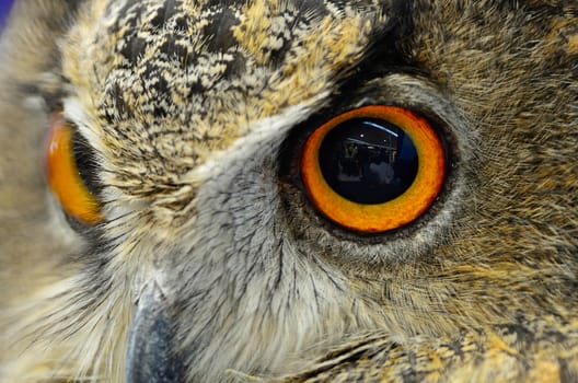 Closeup eyes of Eurasian Eagle Owl