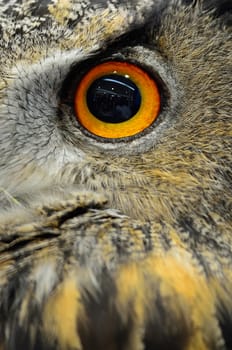 Closeup eye of Eurasian Eagle Owl