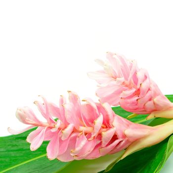 Colorful flower, Pink Ginger or Ostrich Plume (Alpinia purpurata) isolated on a white background 