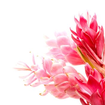 Colorful flower, Pink and Red Ginger or Ostrich Plume (Alpinia purpurata) isolated on a white background