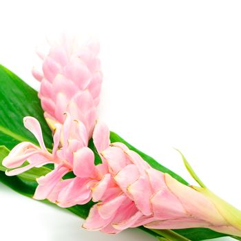Colorful flower, Pink Ginger or Ostrich Plume (Alpinia purpurata) isolated on a white background