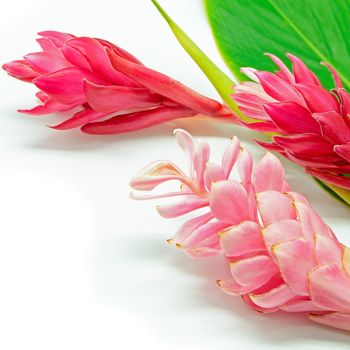 Colorful flower, Pink and Red Ginger or Ostrich Plume (Alpinia purpurata) isolated on a white background