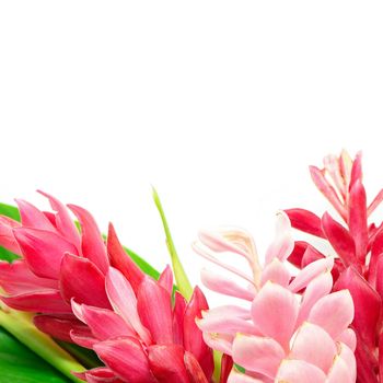 Colorful flower, Pink and Red Ginger or Ostrich Plume (Alpinia purpurata) isolated on a white background