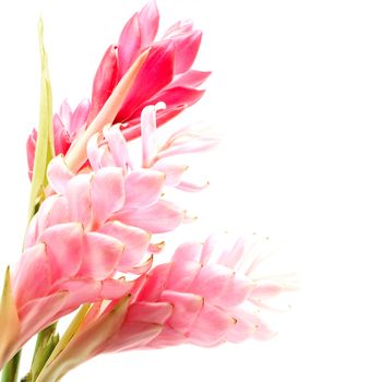 Colorful flower, Pink and Red Ginger or Ostrich Plume (Alpinia purpurata) isolated on a white background