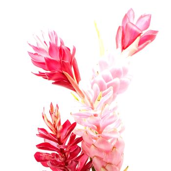 Colorful flower, Pink and Red Ginger or Ostrich Plume (Alpinia purpurata) isolated on a white background