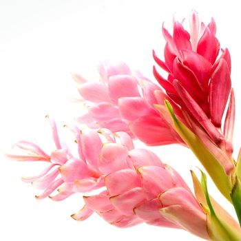 Colorful flower, Pink and Red Ginger or Ostrich Plume (Alpinia purpurata) isolated on a white background