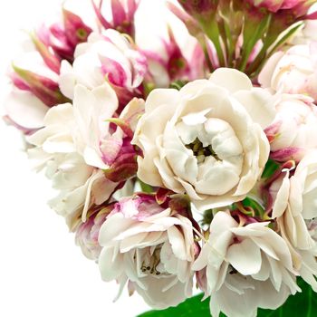 Blossom white flower, Glory Bower (Clerodendrum chinense), isolated on a white background 