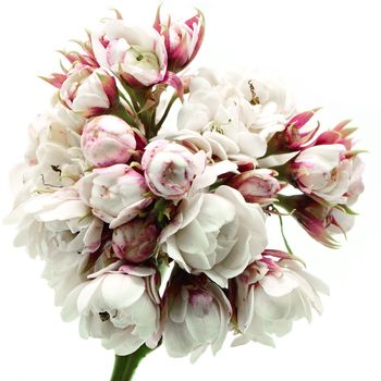 Blossom white flower, Glory Bower (Clerodendrum chinense), isolated on a white background