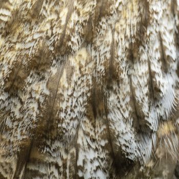 Closeup Great Grey Owl feathers