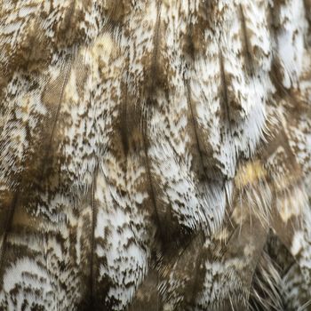 Closeup Great Grey Owl feathers