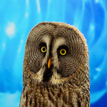 Closeup Great Grey Owl (Strix nebulosa)