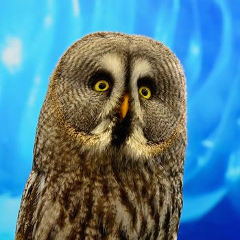 Closeup Great Grey Owl (Strix nebulosa)