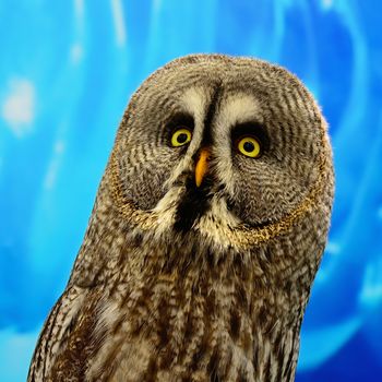 Closeup Great Grey Owl (Strix nebulosa)