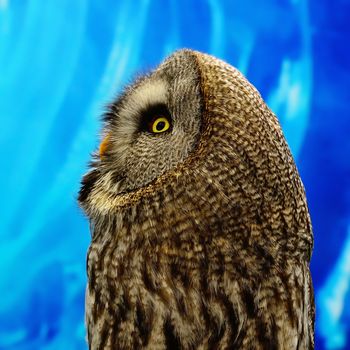 Closeup Great Grey Owl (Strix nebulosa), side profile