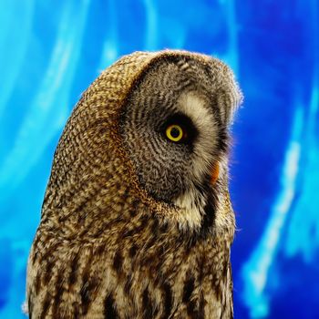 Closeup Great Grey Owl (Strix nebulosa), side profile