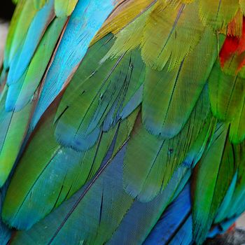 Greenwinged Macaw feathers