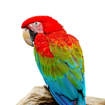 Greenwinged Macaw aviary, isolated on a white background