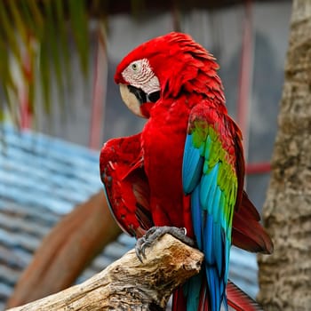 Colorful Greenwinged Macaw aviary