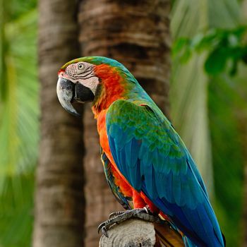 Colorful Harlequin Macaw aviary, side profile