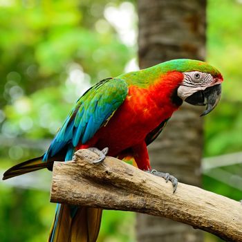 Colorful Harlequin Macaw aviary, sitting on the log