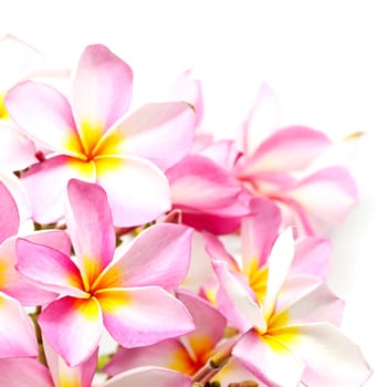 Blossom pink Plumeria flower, isolated on a white background