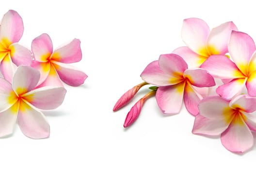 Blossom pink Plumeria flower, isolated on a white background