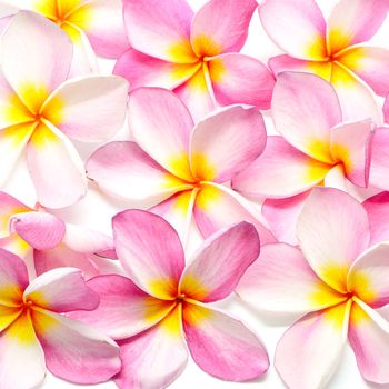 Beautiful pink Plumeria flower, isolated on a white background