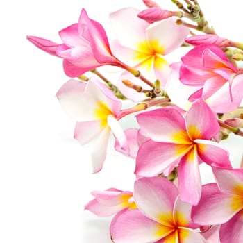 Blossom pink Plumeria flower, isolated on a white background