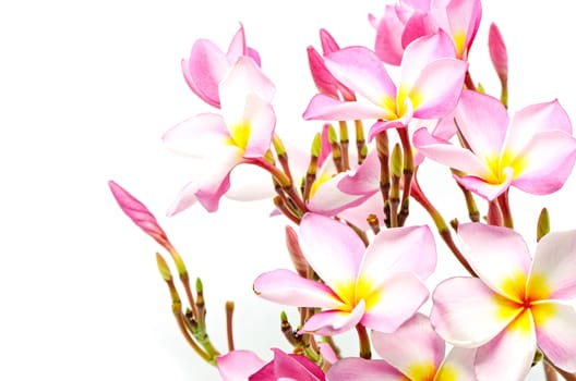 Blossom pink Plumeria flower, isolated on a white background