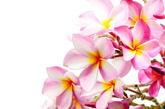 Blossom pink Plumeria flower, isolated on a white background