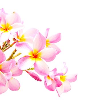 Blossom pink Plumeria flower, isolated on a white background