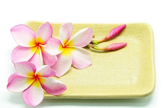 Pink Plumeria flower on the plate, isolated on a white background