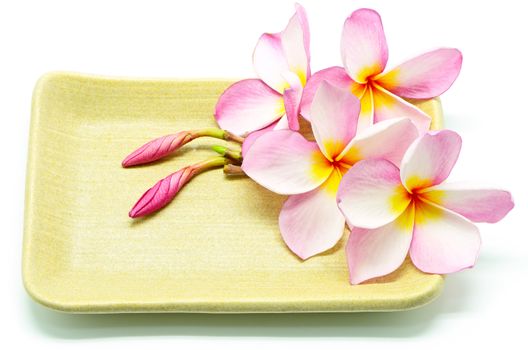 Pink Plumeria flower on the plate, isolated on a white background