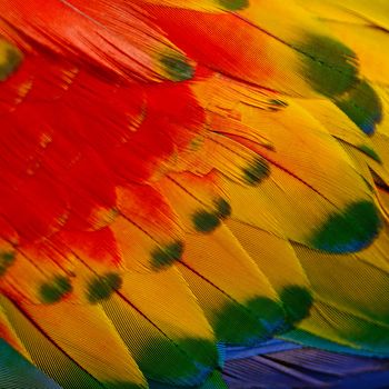 Scarlet Macaw feathers