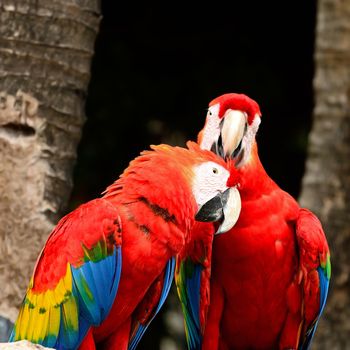 Beautiful Scarlet Macaw aviary