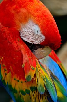 Beautiful Scarlet Macaw aviary