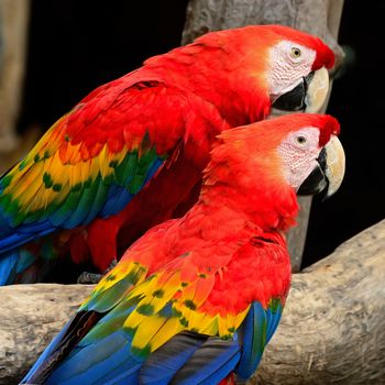 Beautiful Scarlet Macaw aviary