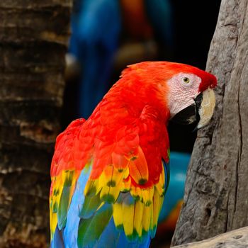 Beautiful Scarlet Macaw aviary