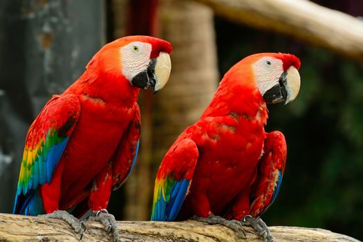 Beautiful Scarlet Macaw aviary