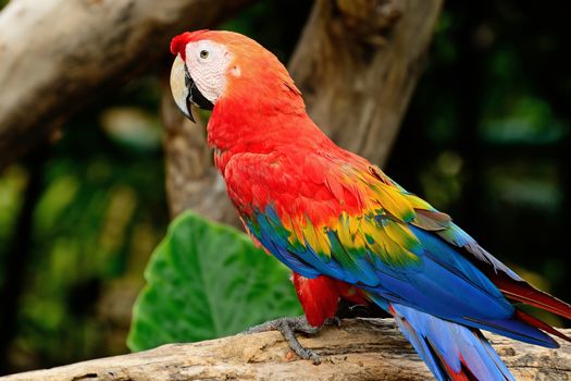 Beautiful Scarlet Macaw aviary